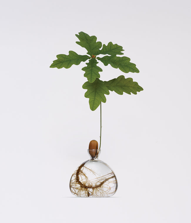 どんぐりベース ILEX STUDIO ELEMINIST 通販 おしゃれなガラス花器でちいさなどんぐりから、木を育ててみよう –  ELEMINIST SHOP